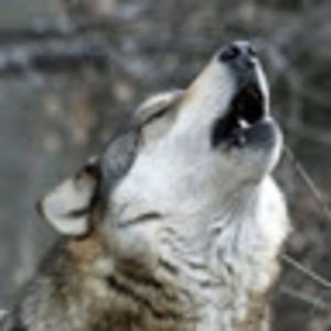 Meet your Posher, Maya